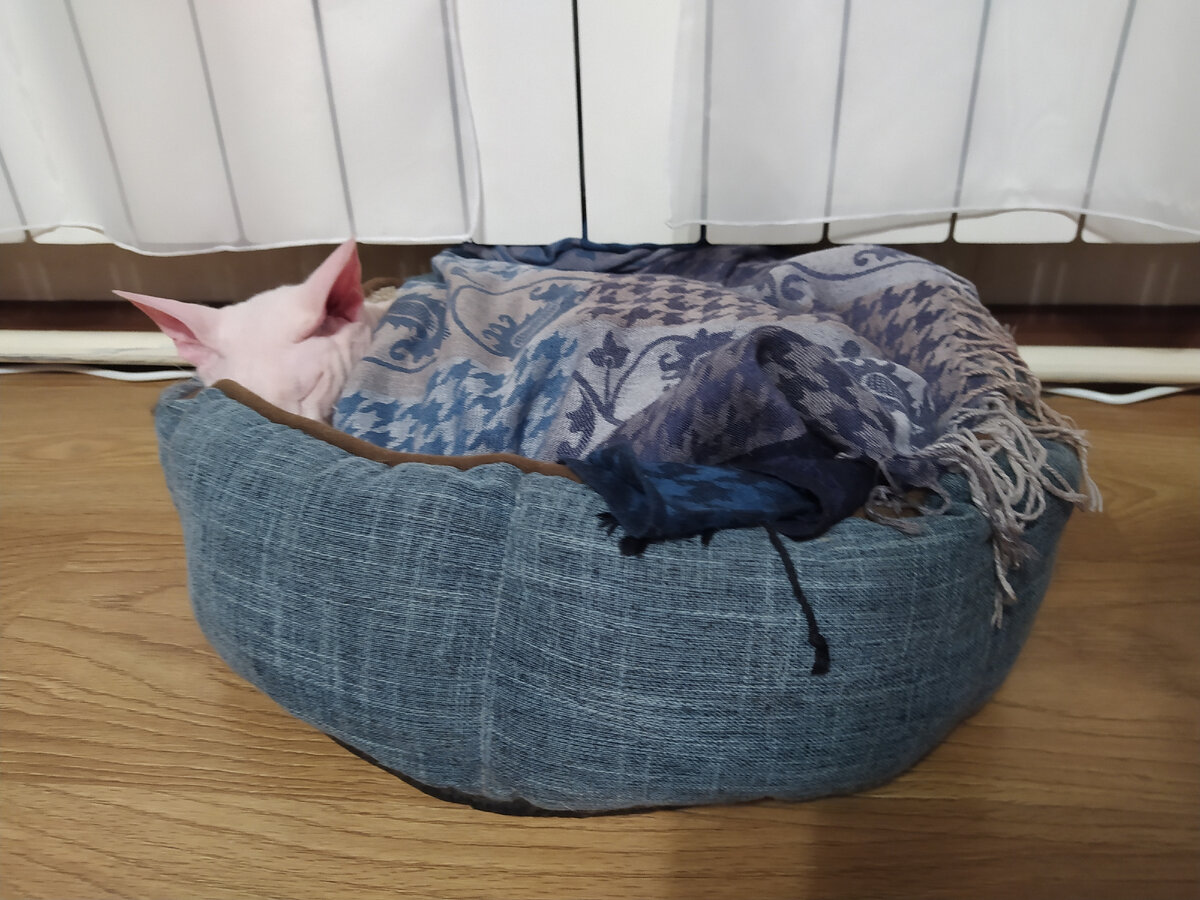 гости гостями, а сон никто не отменял