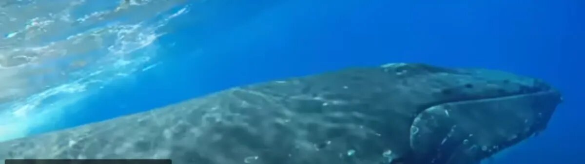 Тот самый кит. Фото: кадр из видео