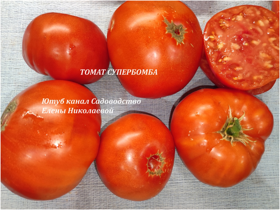 Обзор сорта томата Котя: стоит ли высаживать в 2024 году?