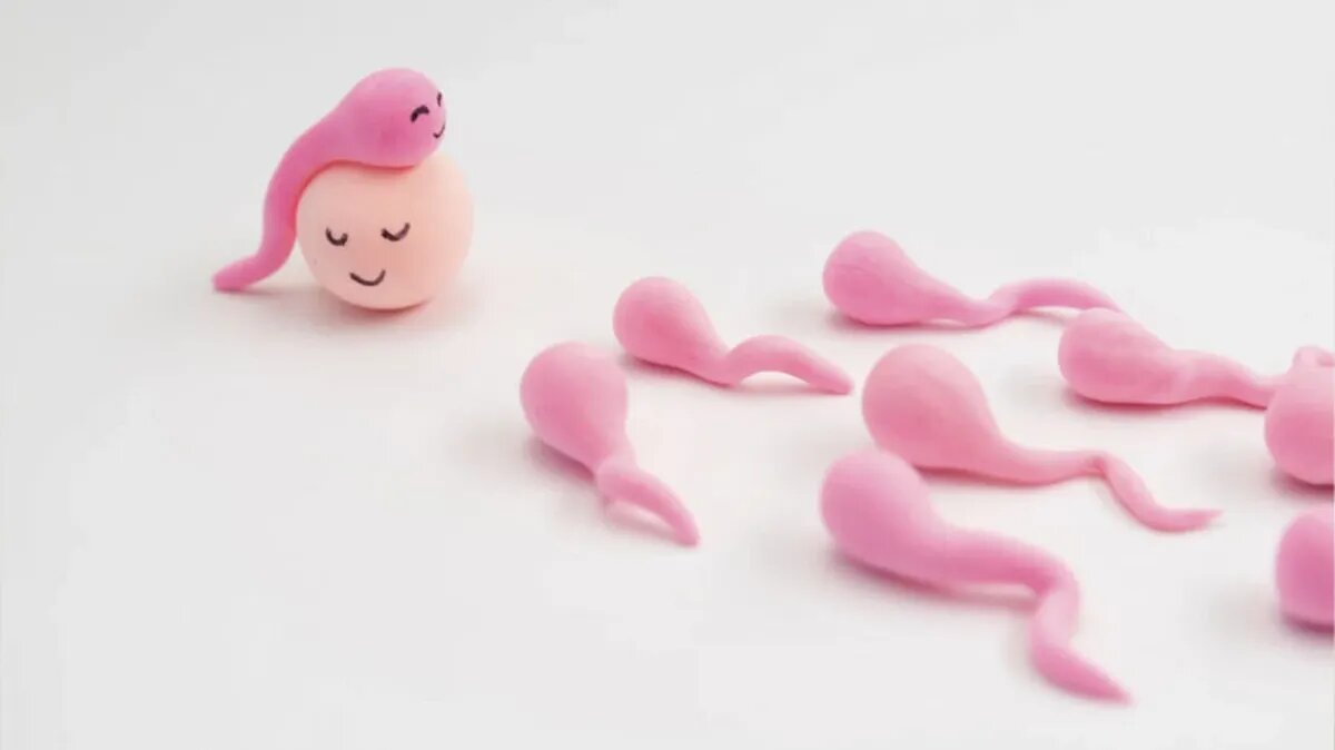 Сперматогенез: как и где образуется сперма?