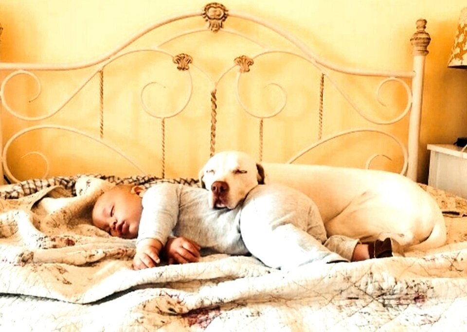 К сожалению, с появлением детей животные часто становятся не нужны хозяевам. Но как может не радовать их такая идиллия?