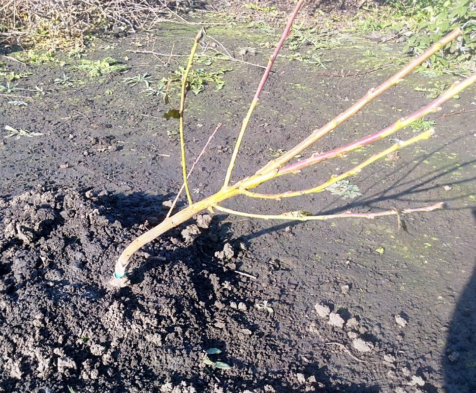 Персик сорт А-1