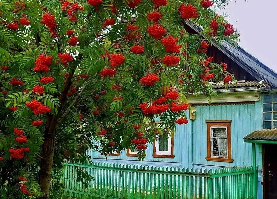 Яндекс картинки