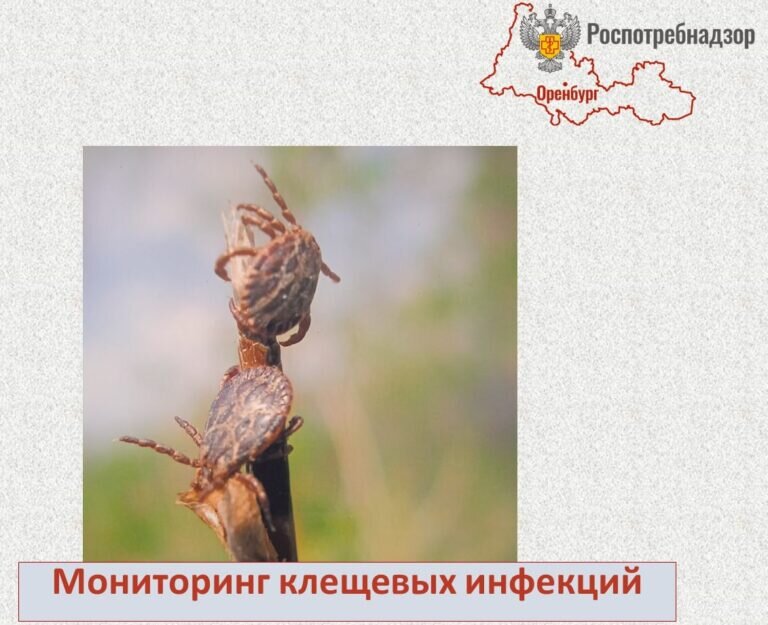    За неделю клещи покусали в Оренбуржье 54 человека, среди них 20 детей Кристина Просвиркина