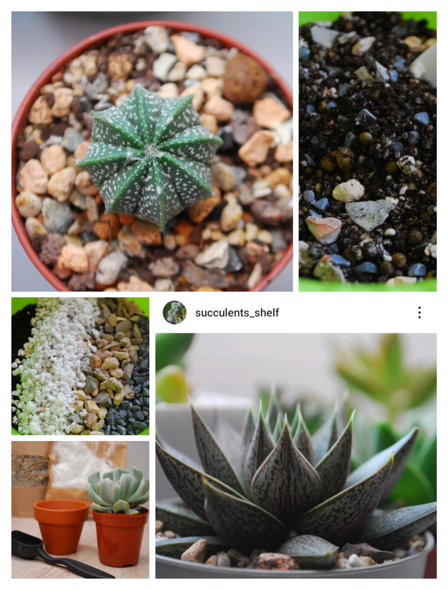 Фото автора. Телеграм "Подоконник суккулентов" (succulents_shelf)