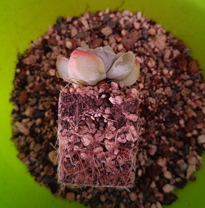 Фото автора. Телеграм "Подоконник суккулентов" (succulents_shelf)