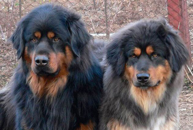 из свободного доступа