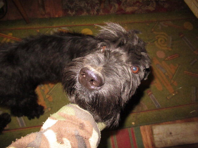 Никовы глазки