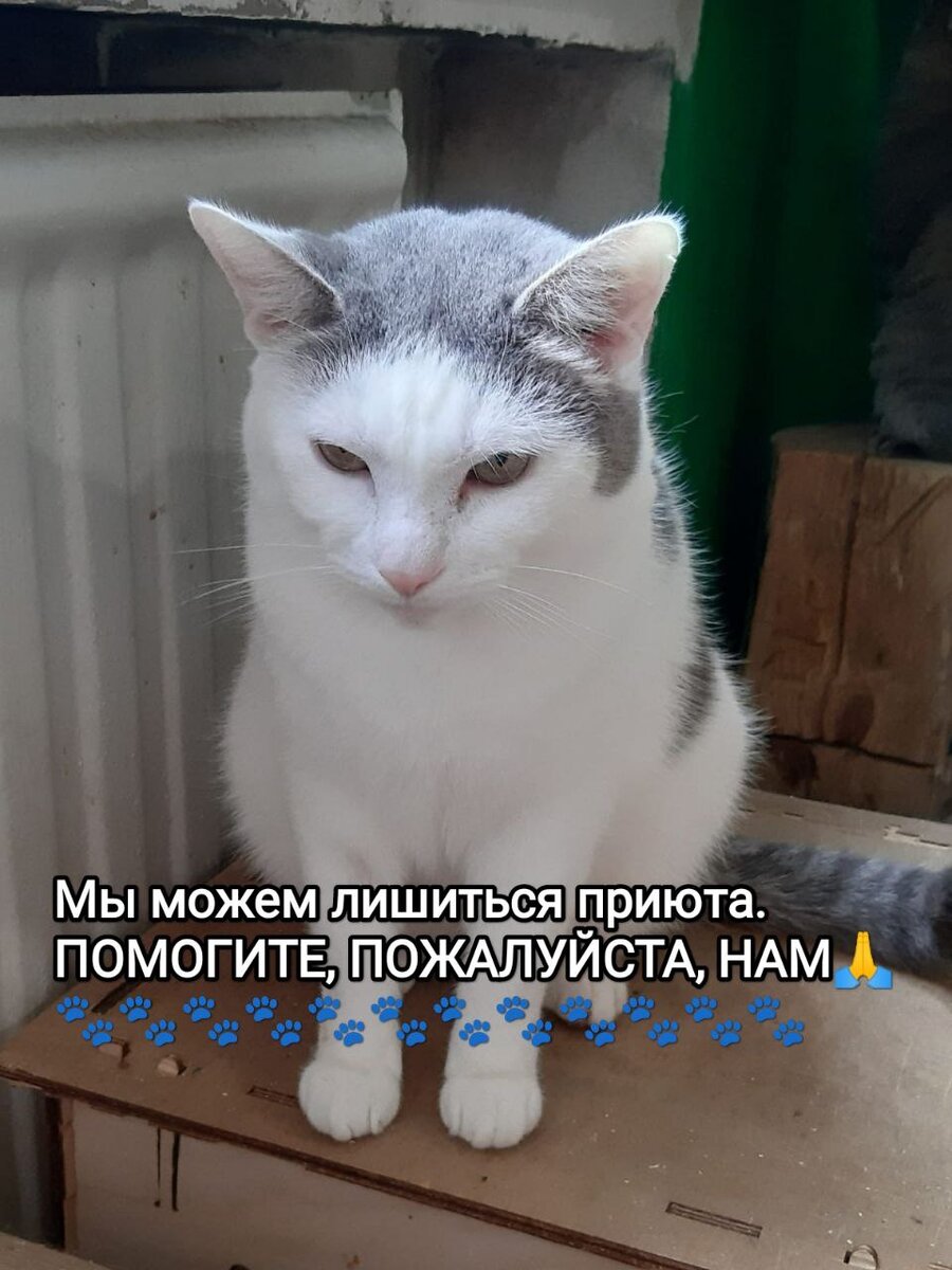 ДОЛГИЙ И ТЕРНИСТЫЙ ПУТЬ К СПАСЕНИЮ ПРИЮТА И БОЛЕЕ 100 ЖИЗНЕЙ В НЕМ!🐾🏠😿 |  Мини-приют 