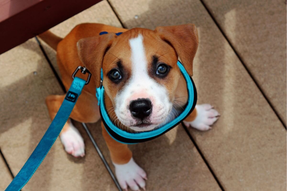 Щенок не хочет гулять на улице