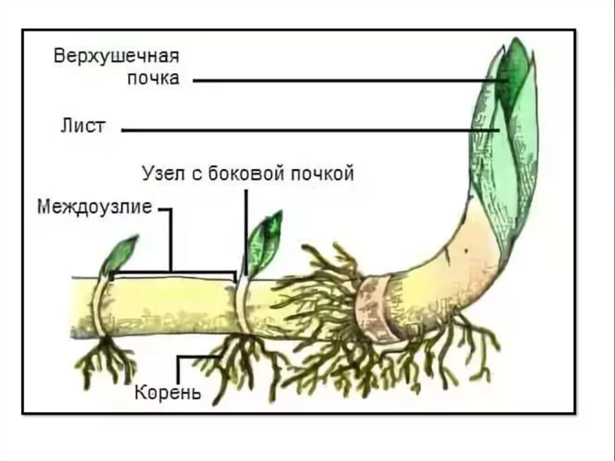 Строение корневища пырея. Корневище пырея это видоизмененный побег. Корневище пырея схема. Строение корневища ландыша.
