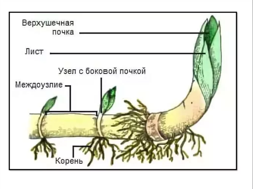 Побег лист корень междоузлия