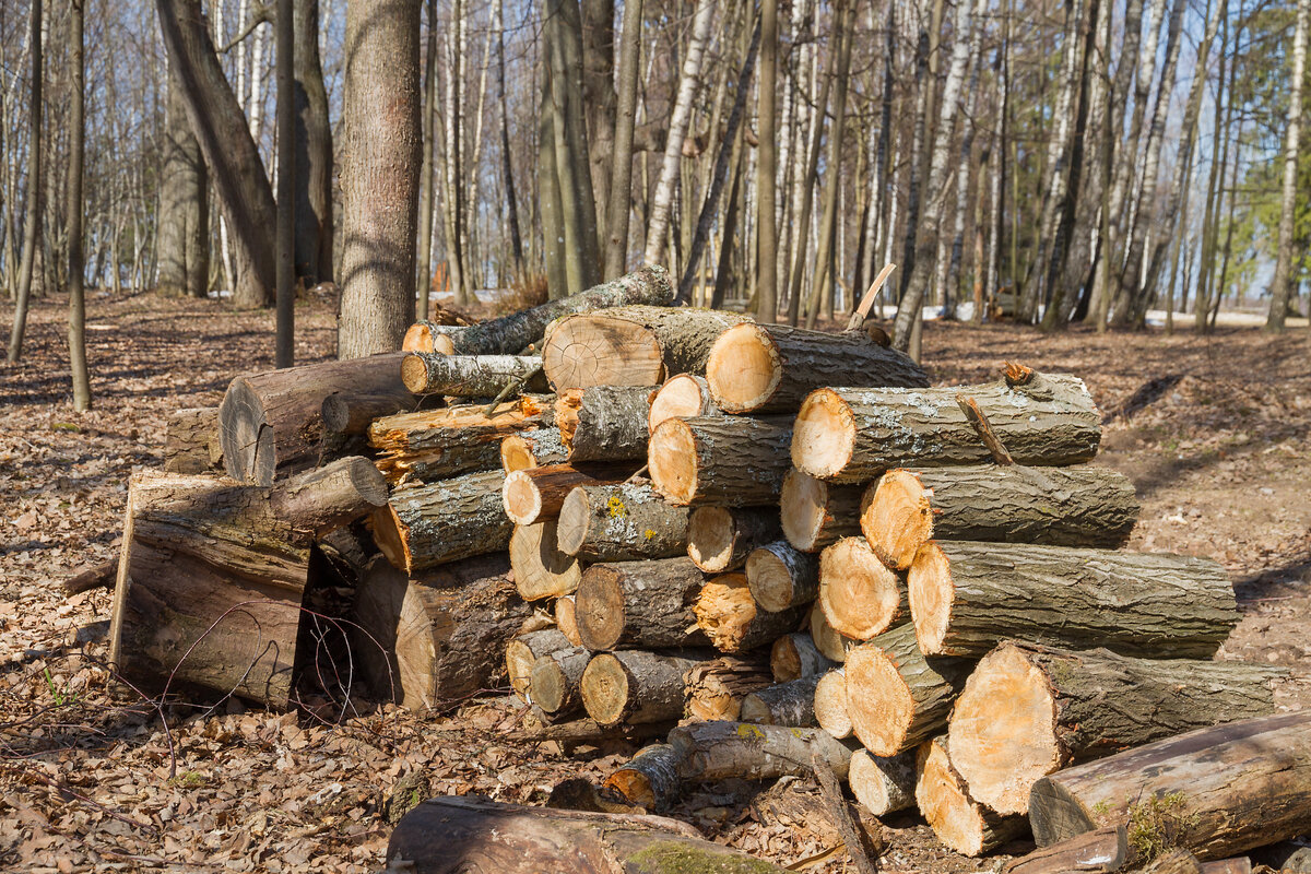 ФОТО: © ILYA GALAKHOV/GLOBALLOOKPRESS