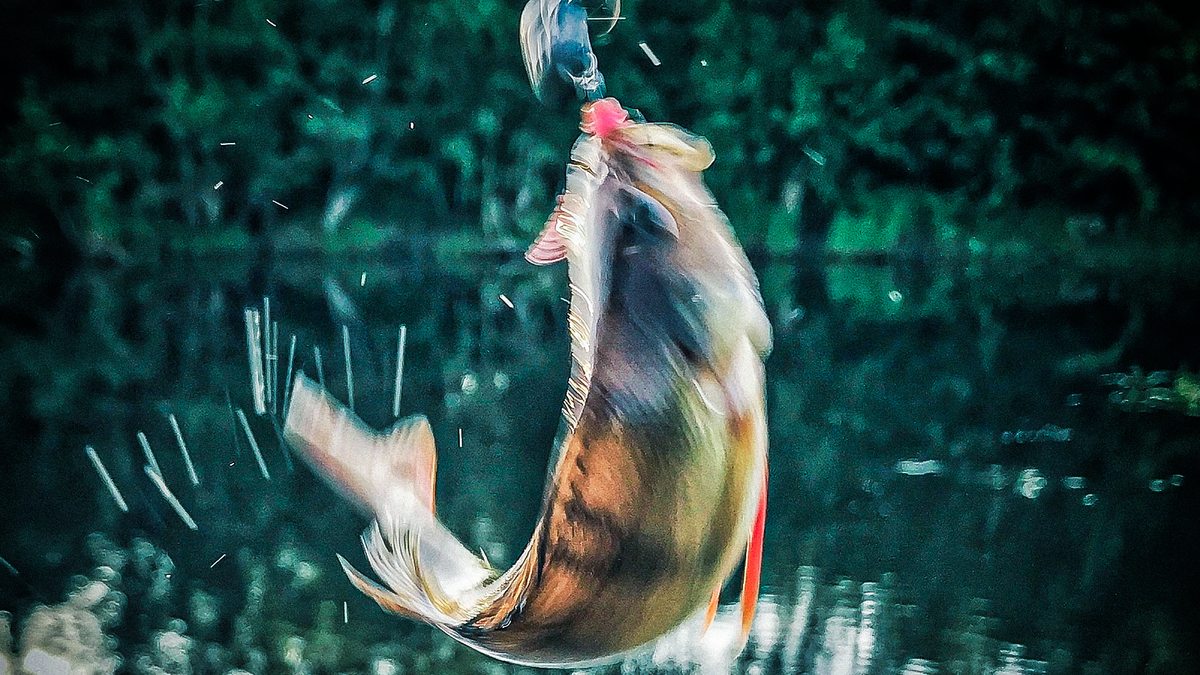 Активная ловля активной и пассивной рыбы