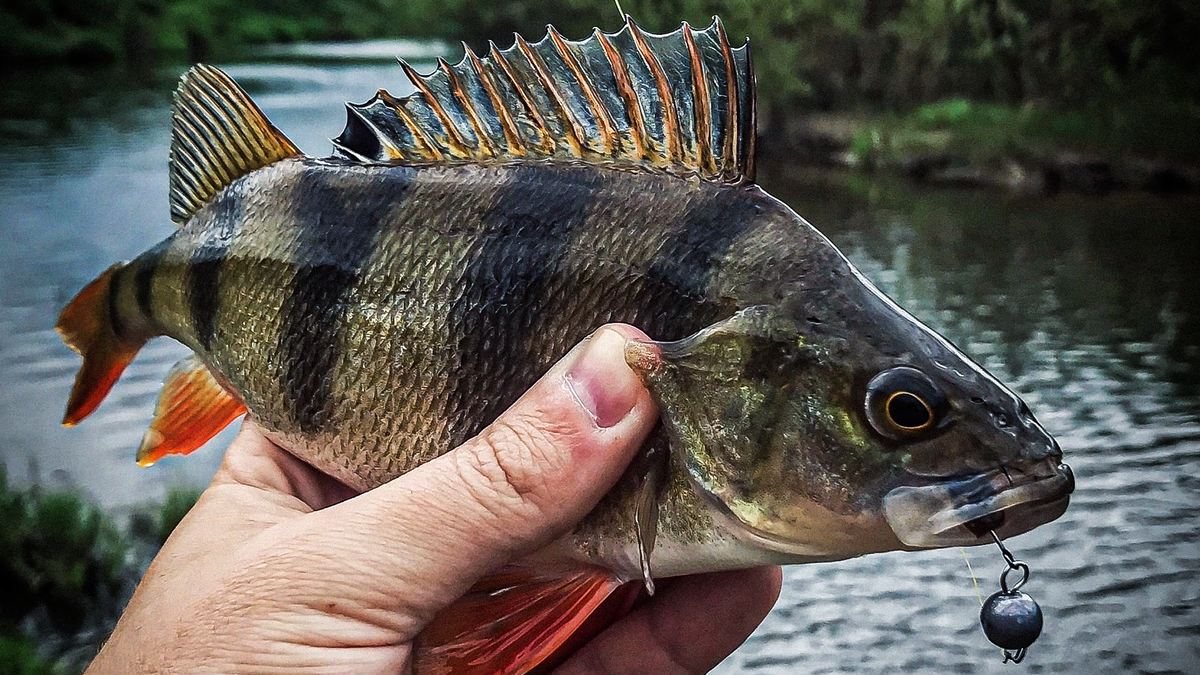 Жирный окунь на микроджиг