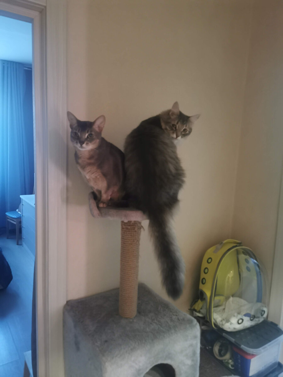 Регулярная чистка мебели и ковров