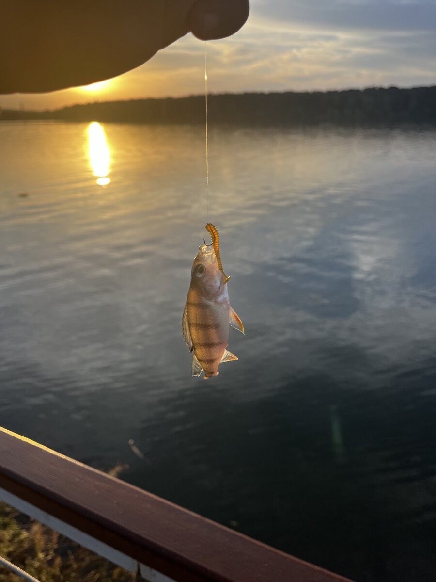 Тренировочный окунь)