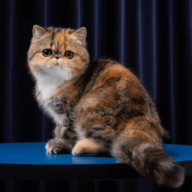 Характер и особенности