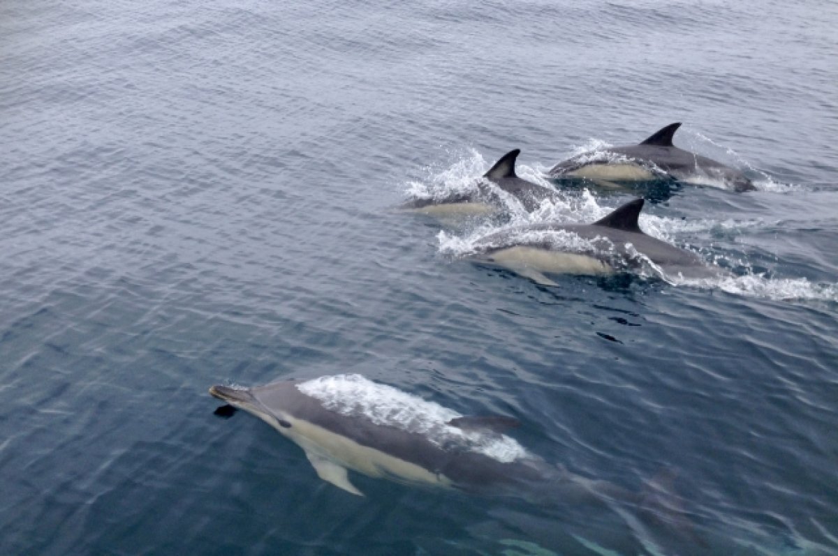    В Амазонии из-за рекордной жары погибли сотни дельфинов
