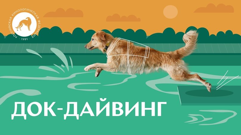 Все о дайвинге для собак. Источник: Российская кинологическая федерация