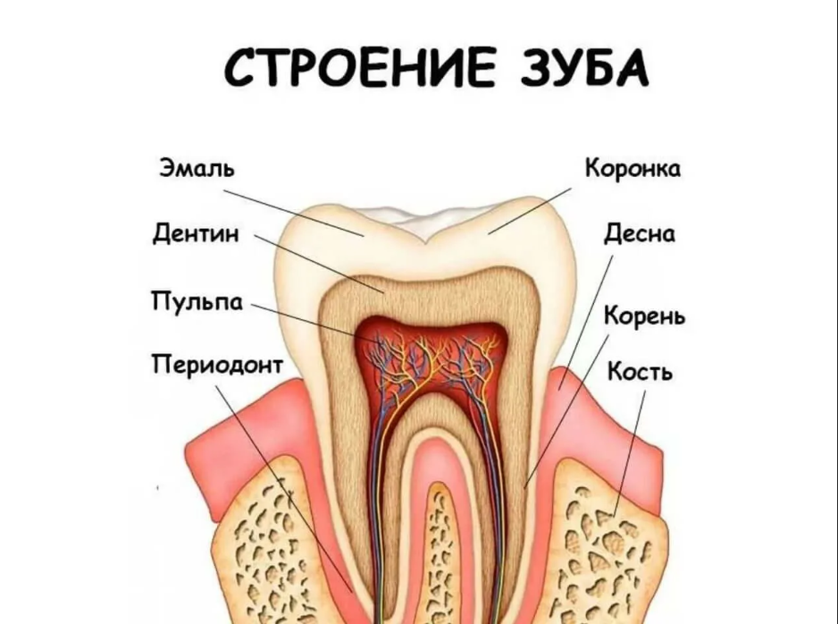 Так выглядит наш зуб в разрезе