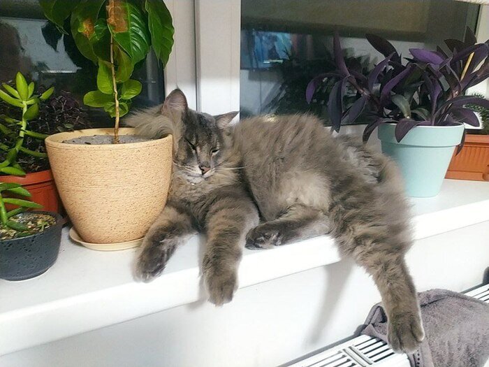 Подвинул горшки и спит