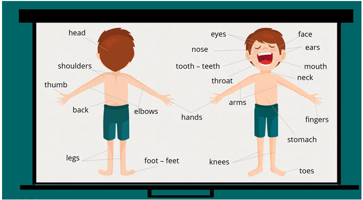 Above перевести на русский. Head Shoulders Knees and Toes Flashcards. Health is above Wealth перевод. Shoulder Teeth. Aching hands and Arms.