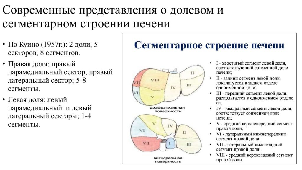 Средний сегмент. Строение печени на доли сектора и сегменты. Сегменты печени схема. Долевое строение печени. Сегментарное строение печени по куино.