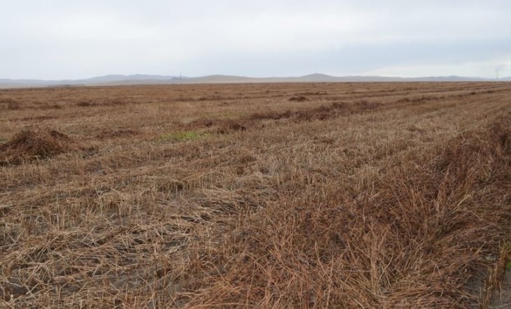    ​Уборка гречихи стартовала в Забайкальском крае