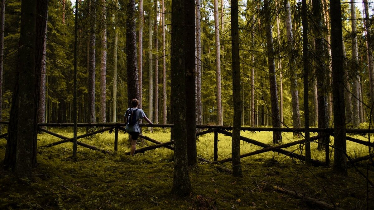 Лесной кодекс запрещает ограничивать доступ граждан на лесные участки, в том числе для сбора грибов, даже если они переданы в аренду третьим лицам.