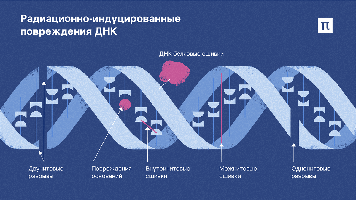 Действие ионизирующего излучения на ДНК. Поврежденная ДНК. Повреждение ДНК радиацией. Воздействие ионизирующего излучения на ДНК.