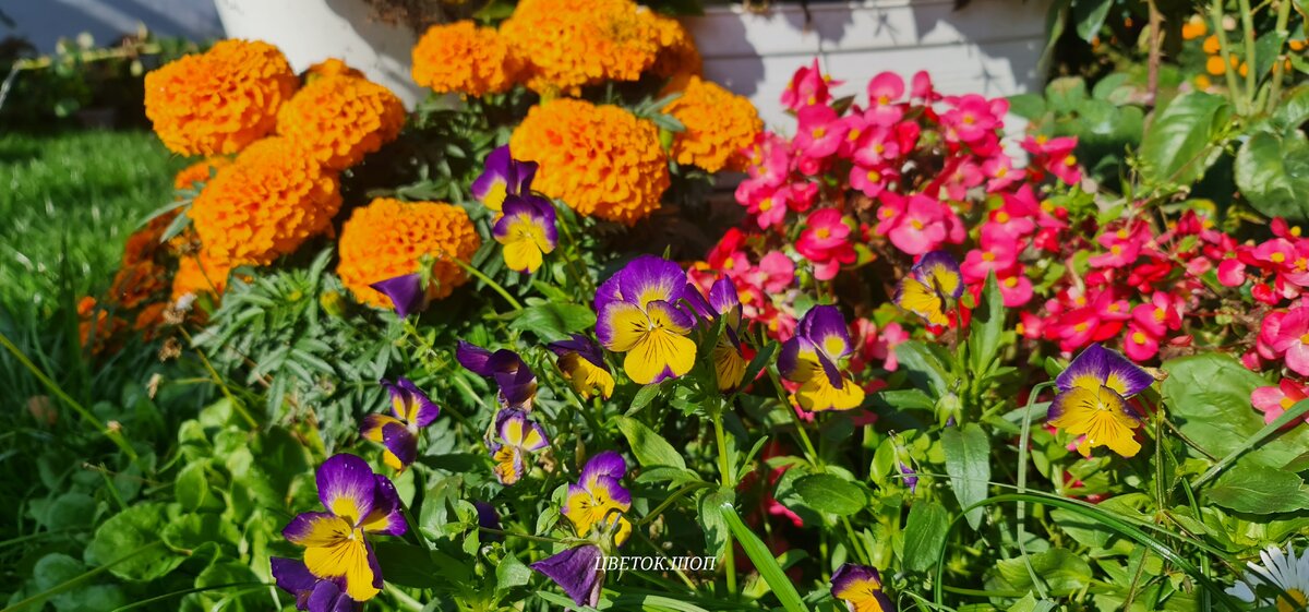 Сад сегодня. Начало октября