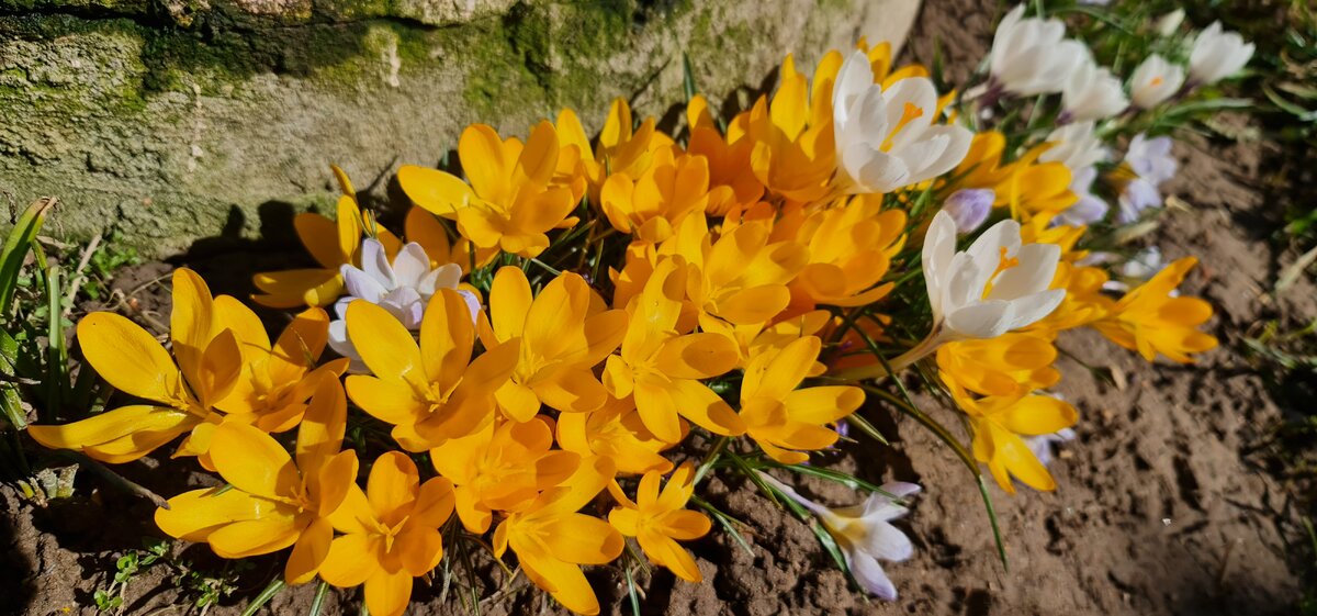 Крокусы Ёрли Голд