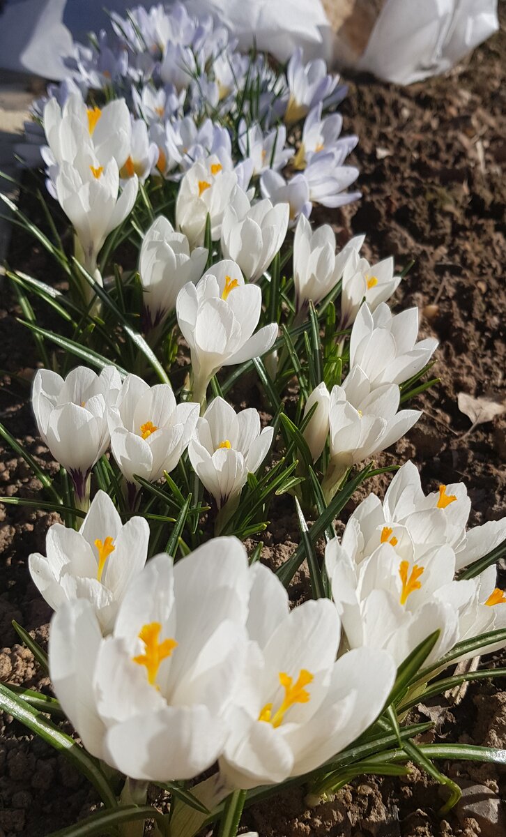 Крокусы Жанна Дарк