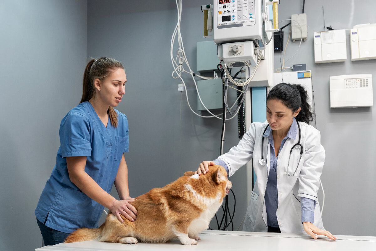 Фото взято с  https://ru.freepik.com