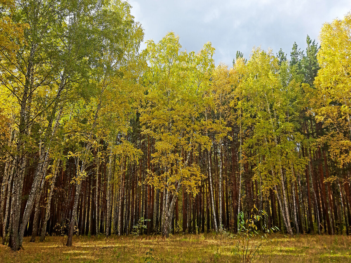 кп лесная роща. березовая роща казань. роща бор опушка. соловьи, посёлок ироничных скептиков. дск лес фото.