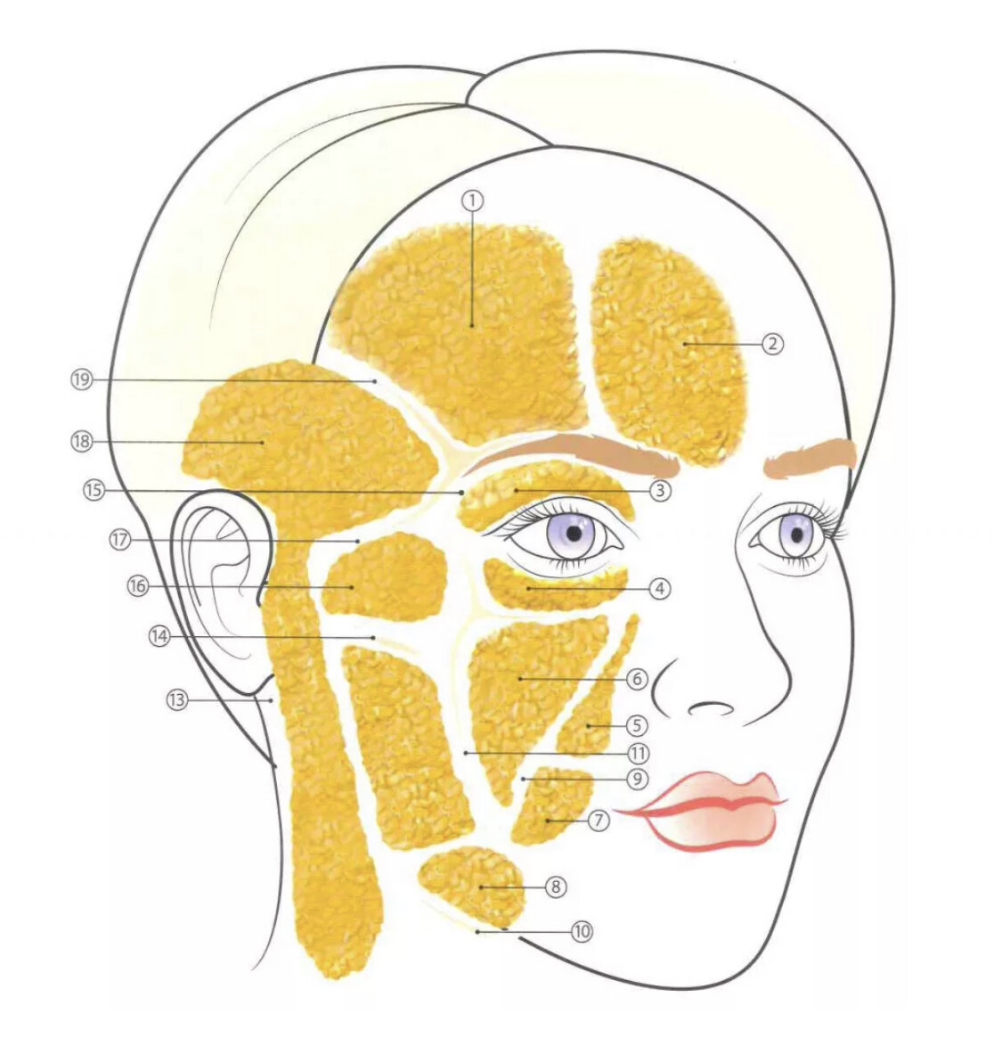 Лице глубокое. Поверхностные жировые пакеты лица анатомия. Жировые КОМПАРТМЕНТЫ на лице анатомия. Брайан Мендельсон анатомия. Жировые пакеты лица для косметологов анатомия.