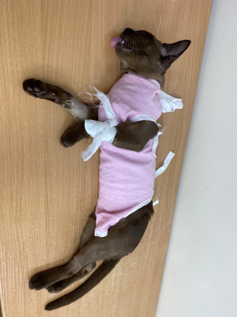 Анфиса сразу после операции.