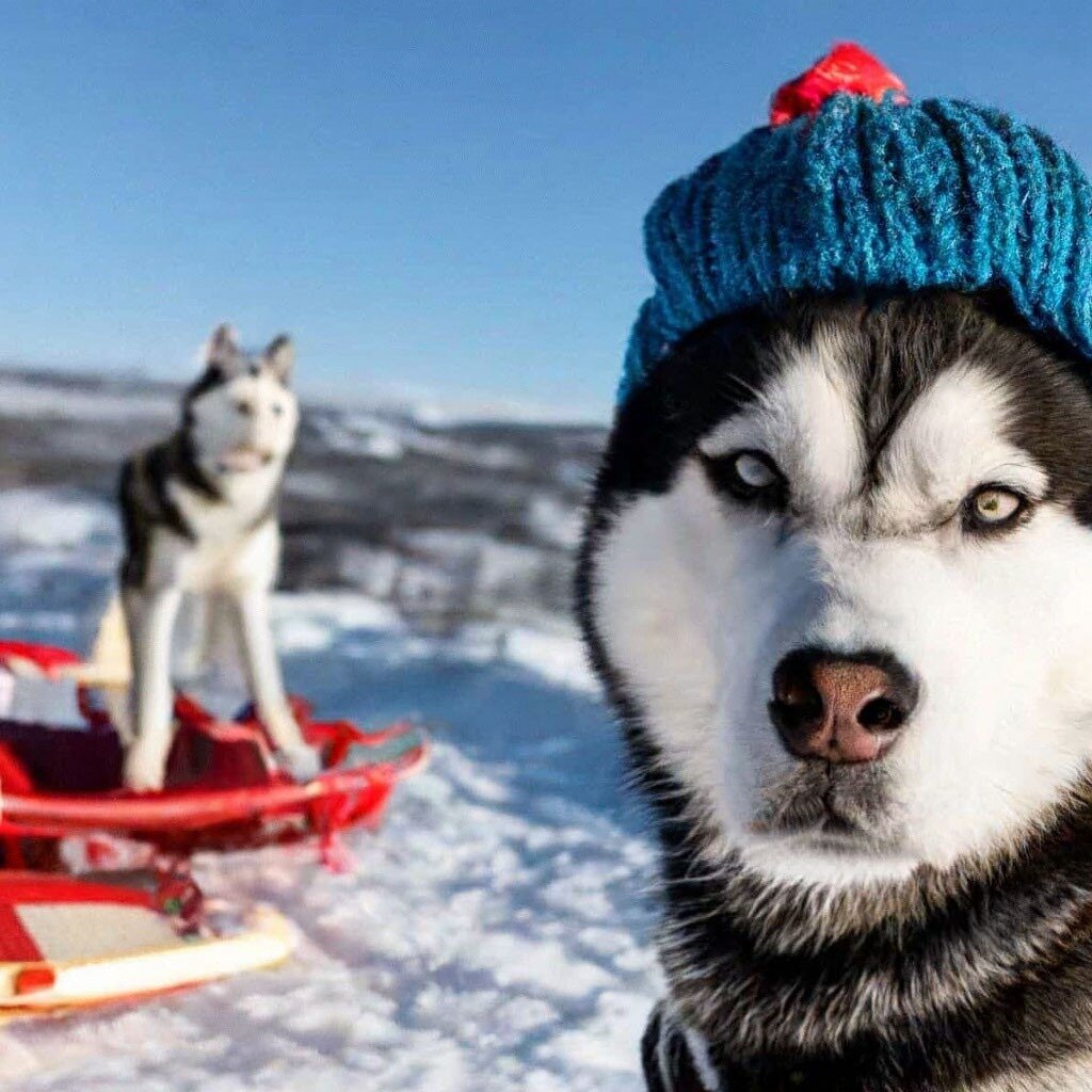 Примерно так мы хаски и представляли😁🤭 где-то далеко, в бескрайних снегах. Фото сгенерировано автором с помощью нейросети. 