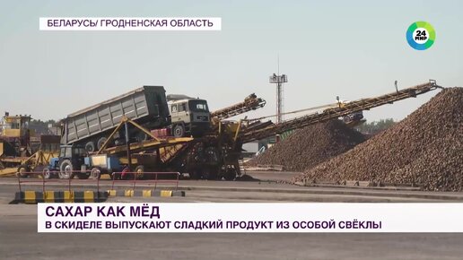 Сбор сахарной свеклы раньше обычного начался в Беларуси