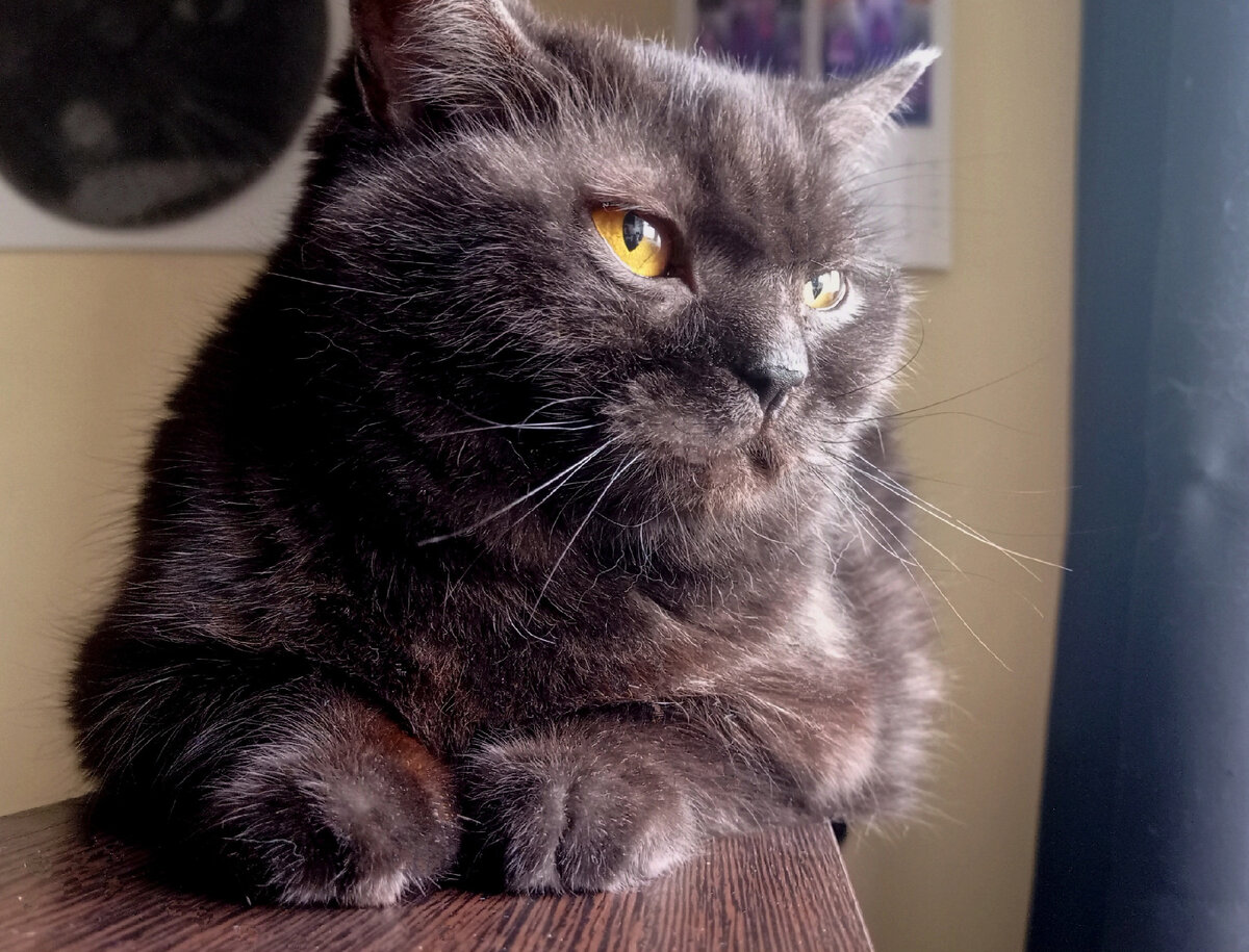 Суровая Кошкинья следит за соблюдением котоархата в доме