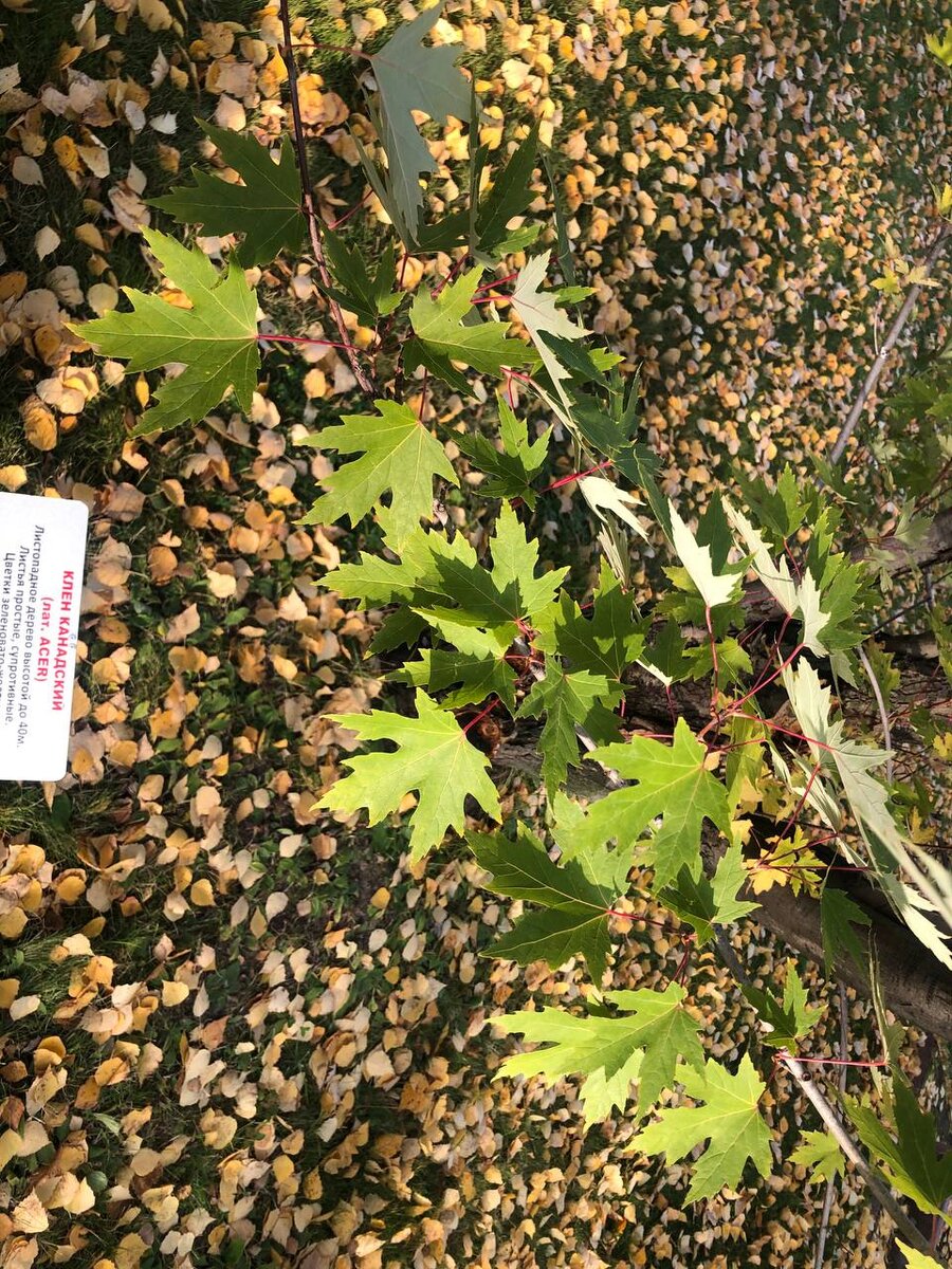 Фото автора. Канадский клён в парке Лукойла в Урае