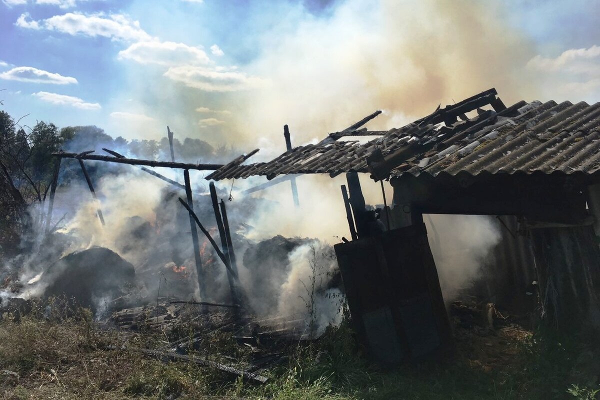 Друзья сожгли сарай и там сгорели свинки давайте рисовать