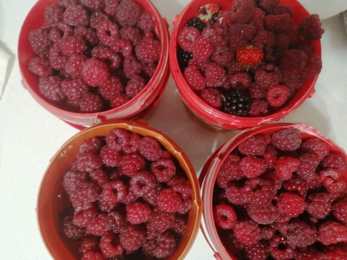 мой сентябрьский урожай. И так каждую неделю!