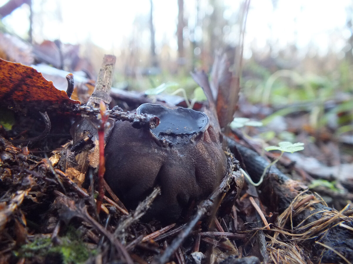 Саркосома шаровидная Sarcosoma globosum в Подмосковье. Фото 9 ноября 2013 г.