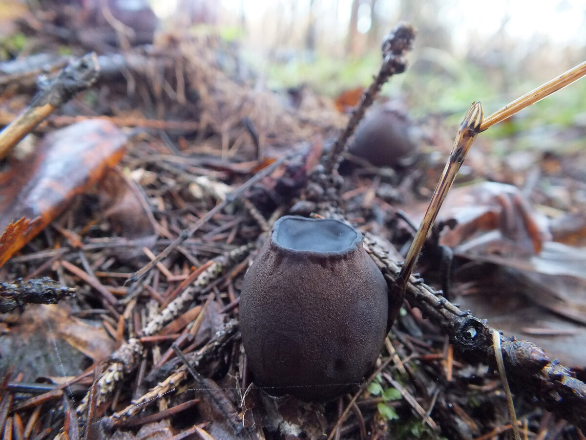 Саркосома шаровидная Sarcosoma globosum в Подмосковье. Фото 9 ноября 2013 г.