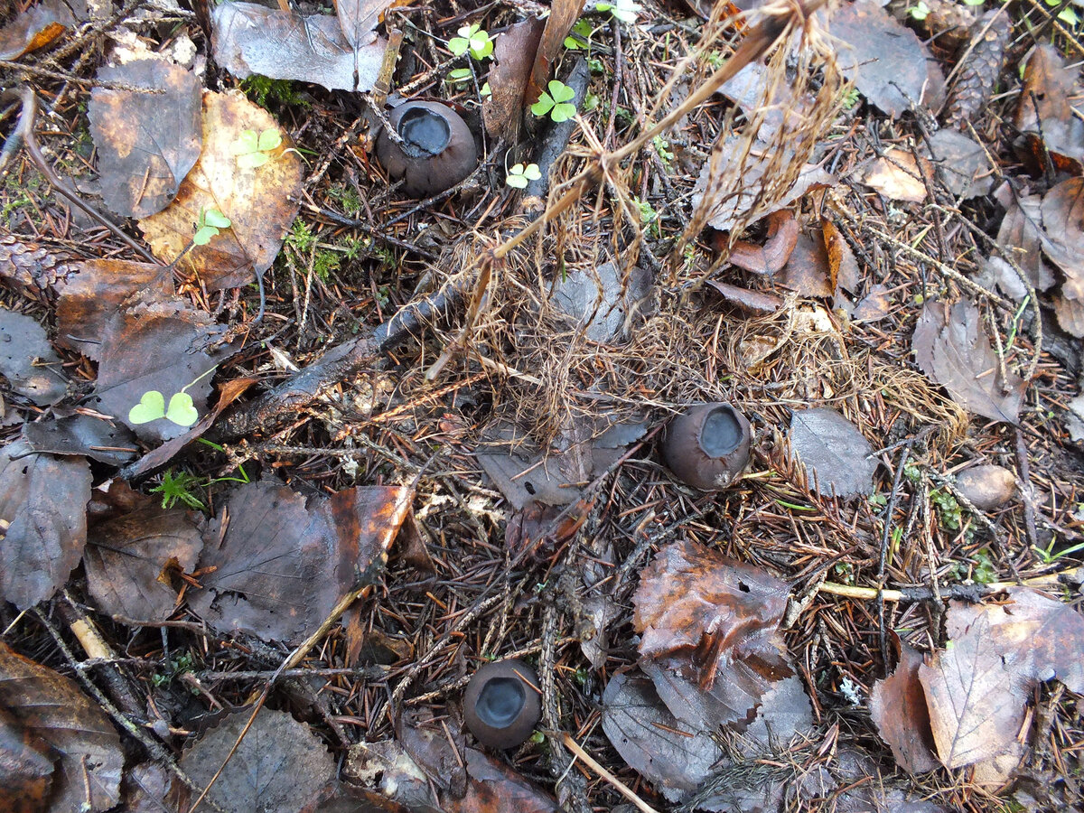 Саркосома шаровидная Sarcosoma globosum в Подмосковье. Фото 9 ноября 2013 г.