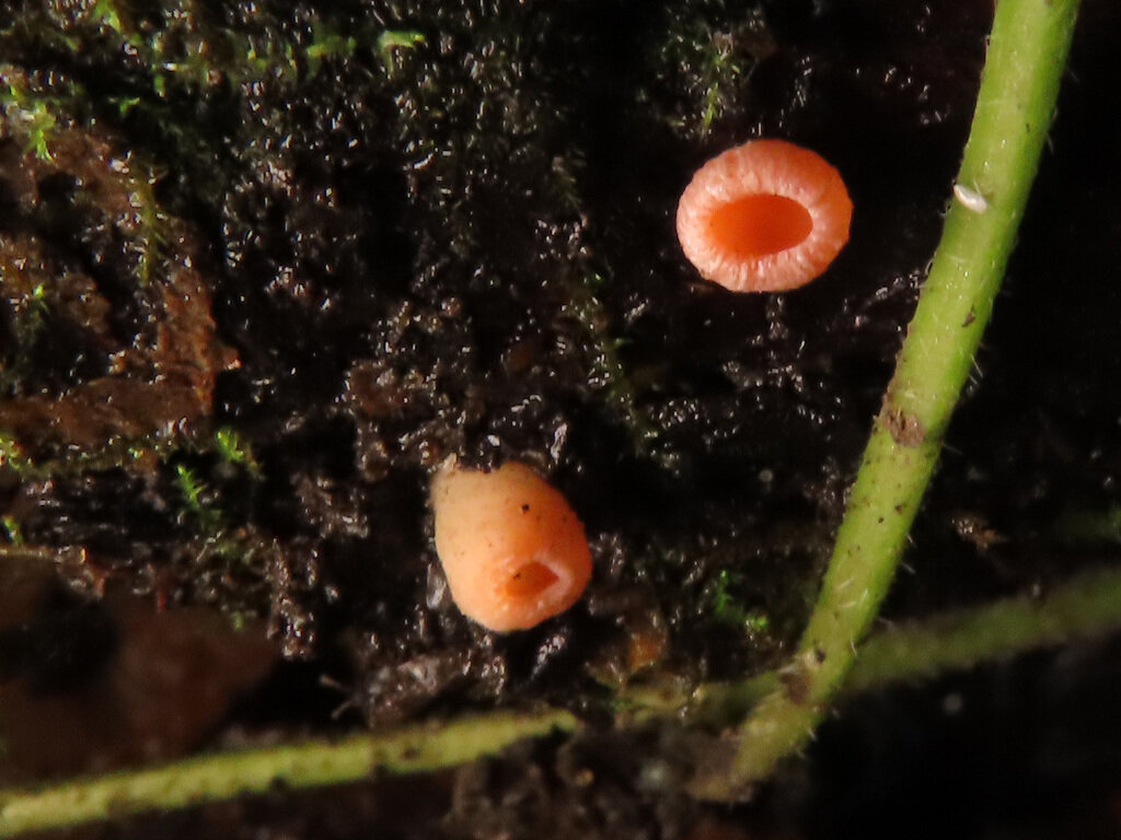 Саркосцифа австрийская, Москва, парк Покровское-Стрешнево, 5 октября 2019 г.