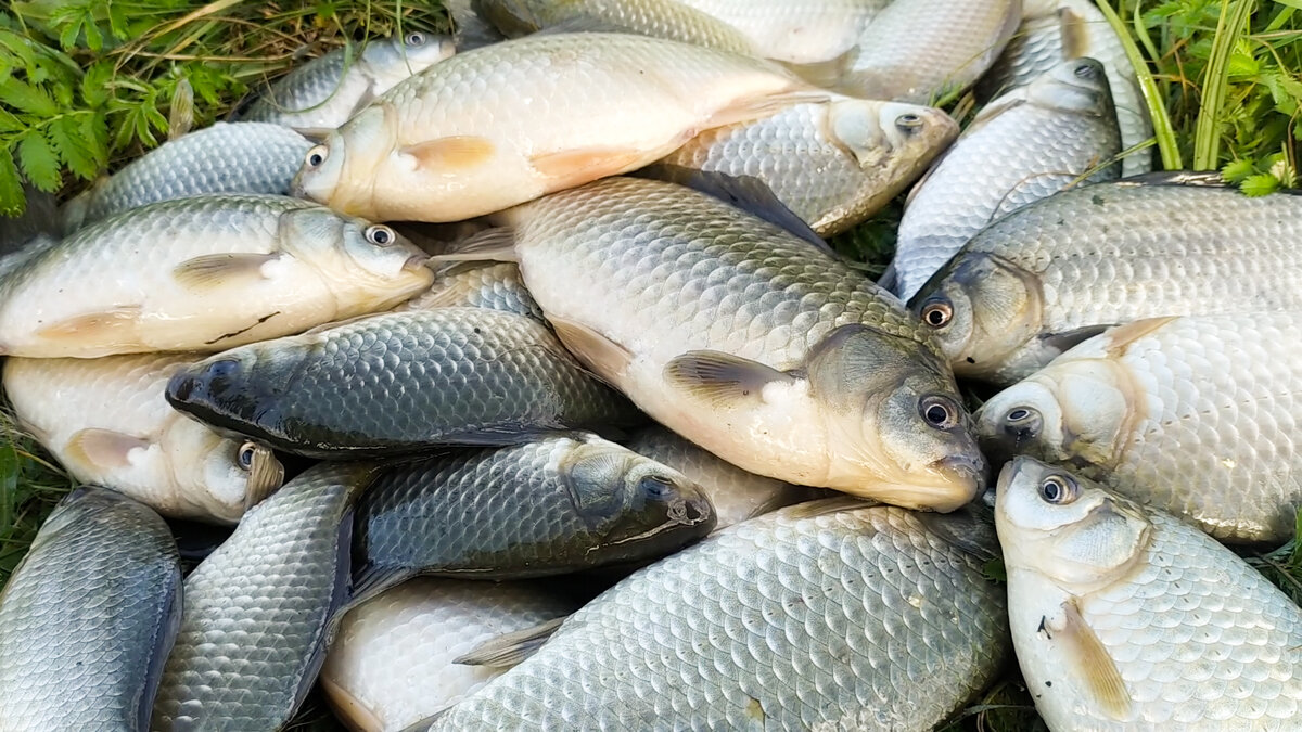 Влияние месяца на активность и клев рыбы