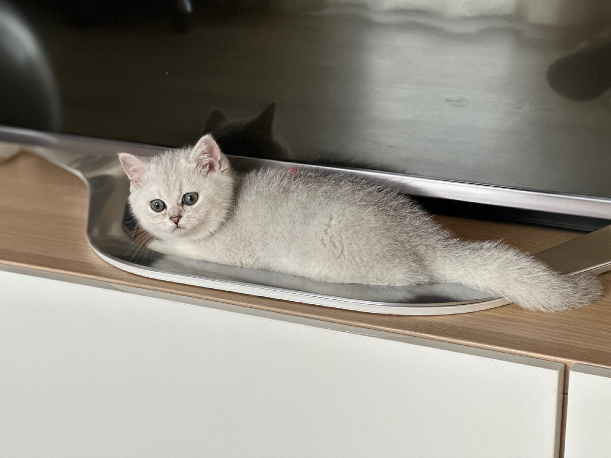 Котенок серебристой шиншиллы